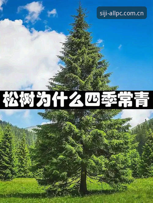 为什么四季网站能带来四季网站流畅体验？实测PC版告诉你答案